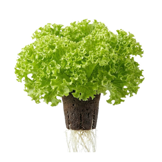 Lollo Bionda