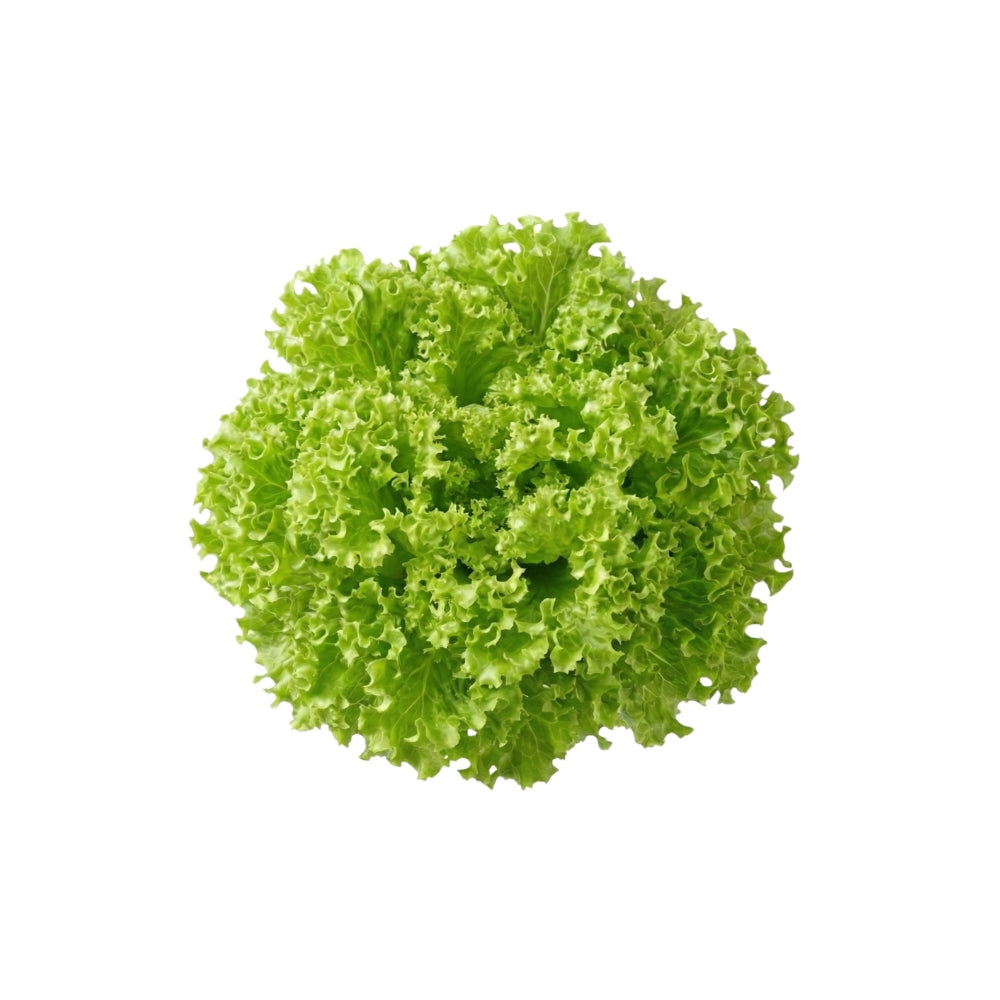 Lollo Bionda 5er Pack