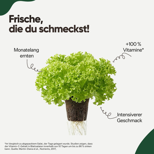 Lollo Bionda 5er Pack