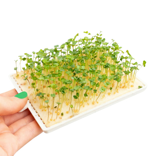 Microgreens Rucola 5er Pack