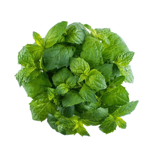 Grüne Minze 5er Pack