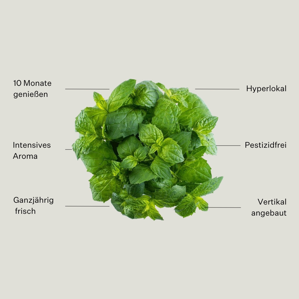 Grüne Minze 5er Pack