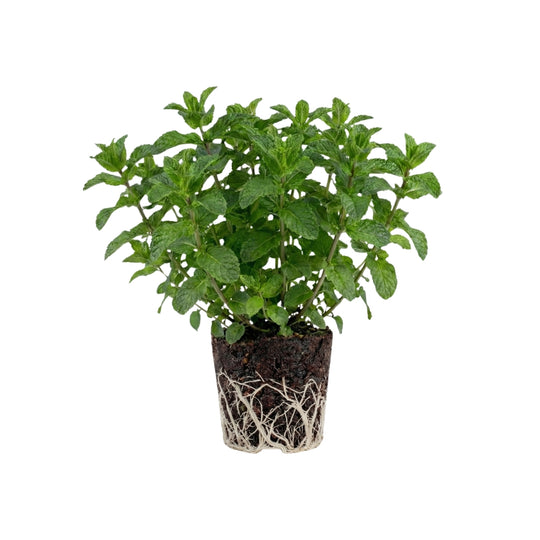 Pfefferminze 5er Pack