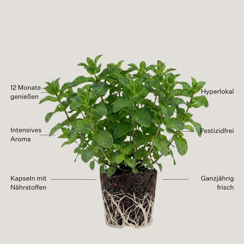 Pfefferminze 5er Pack