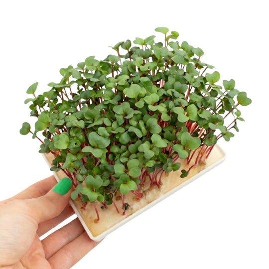 Microgreens Radieschen 5er Pack