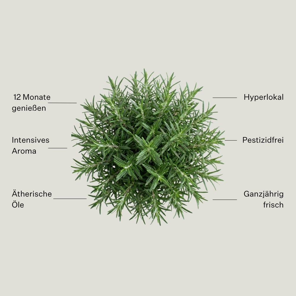 Rosemary