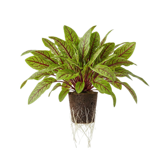 Roter Sauerampfer 5er Pack