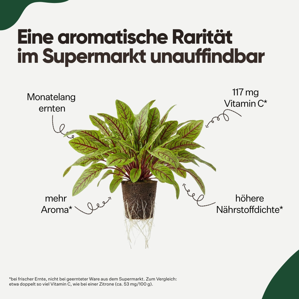 Roter Sauerampfer 5er Pack