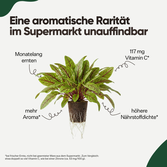 Roter Sauerampfer 5er Pack