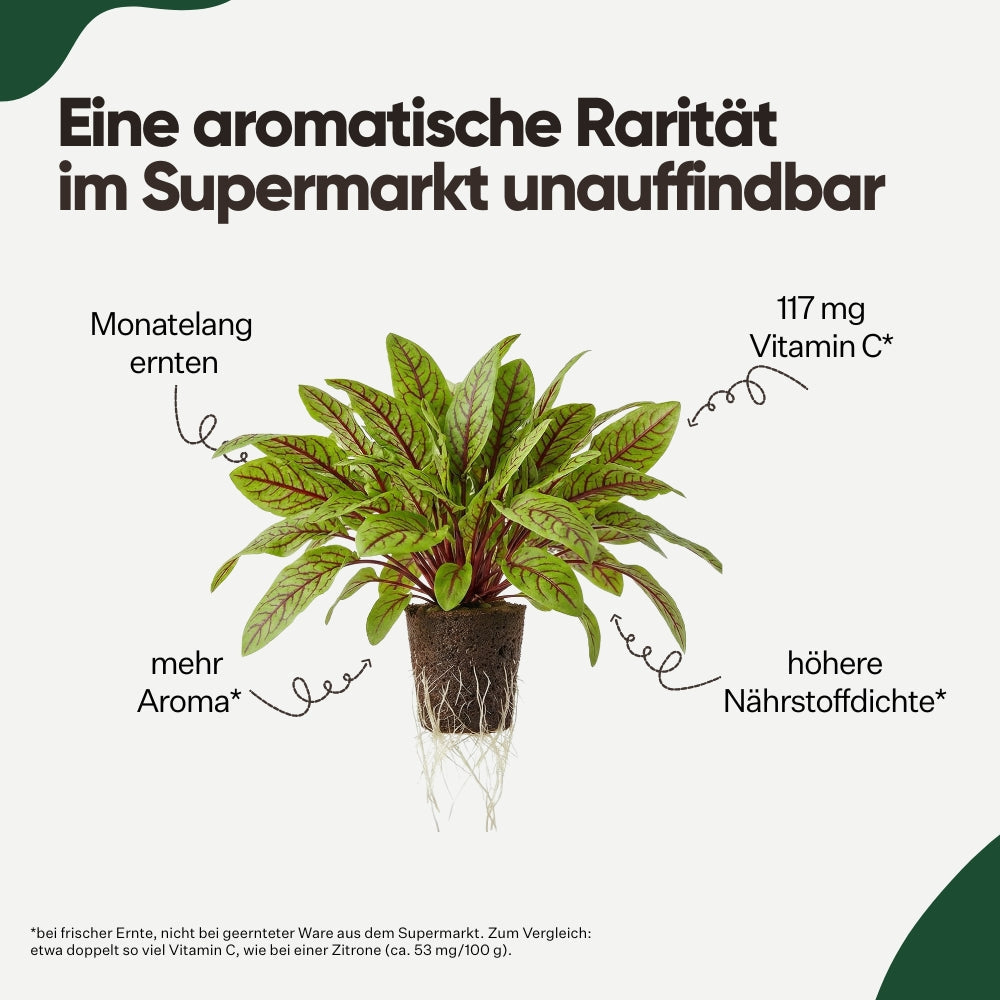 Red Sorrel