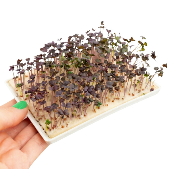 Microgreens Roter Senf 5er Pack
