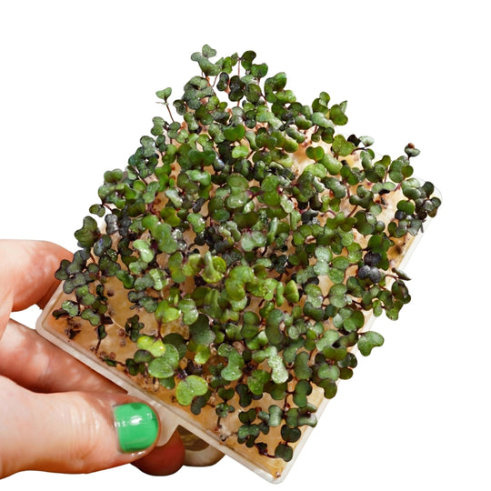 Microgreens Rotkohl 5er Pack