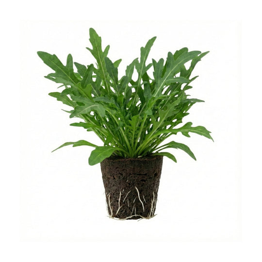 Rucola
