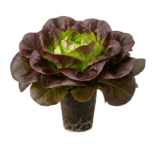 Salanova® Barlach 5er Pack