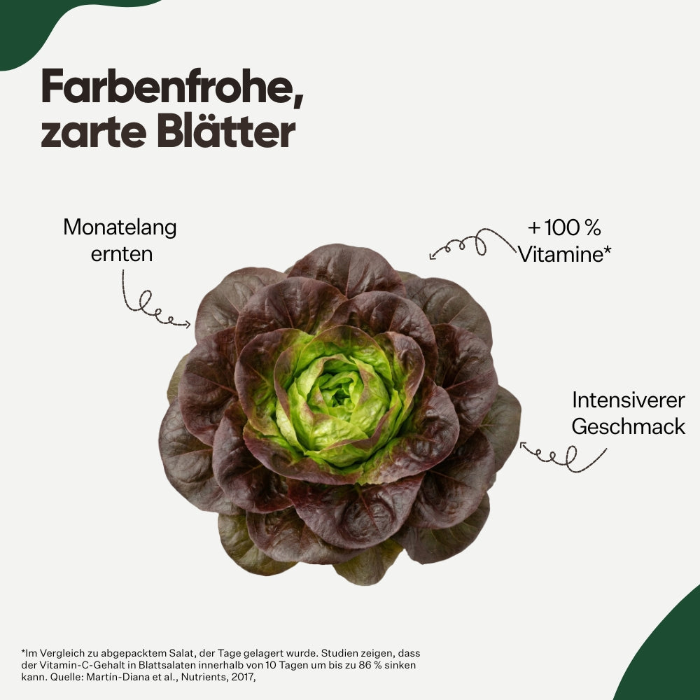 Salanova® Barlach 5er Pack