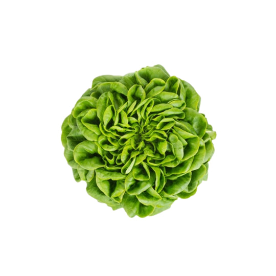 Salanova® Chalmers 5er Pack