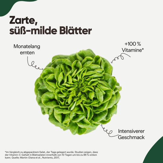 Salanova® Chalmers 5er Pack