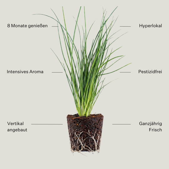 Schnittlauch 5er Pack