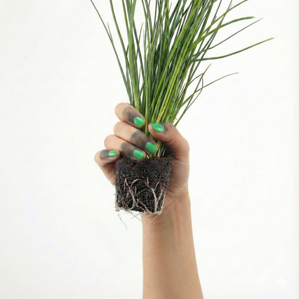 Schnittlauch 5er Pack