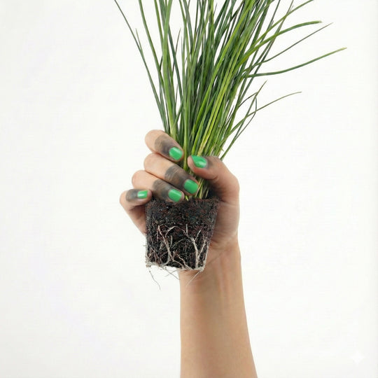 Schnittlauch 5er Pack