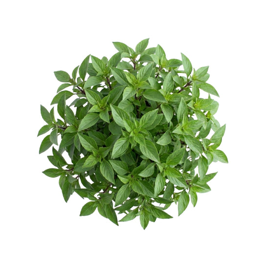 Basilikum Thai 5er Pack