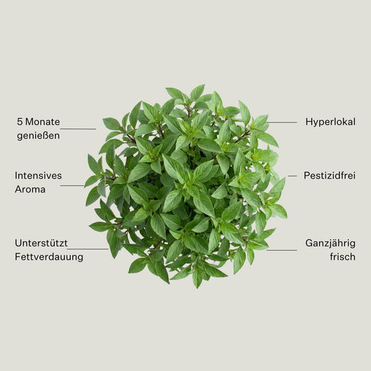 Basilikum Thai 5er Pack