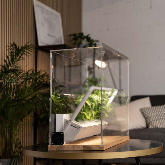 Display case