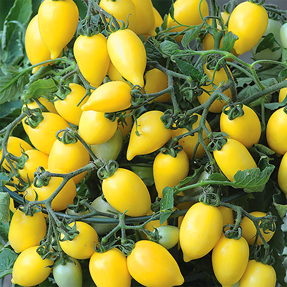 Snacktomaten Geel