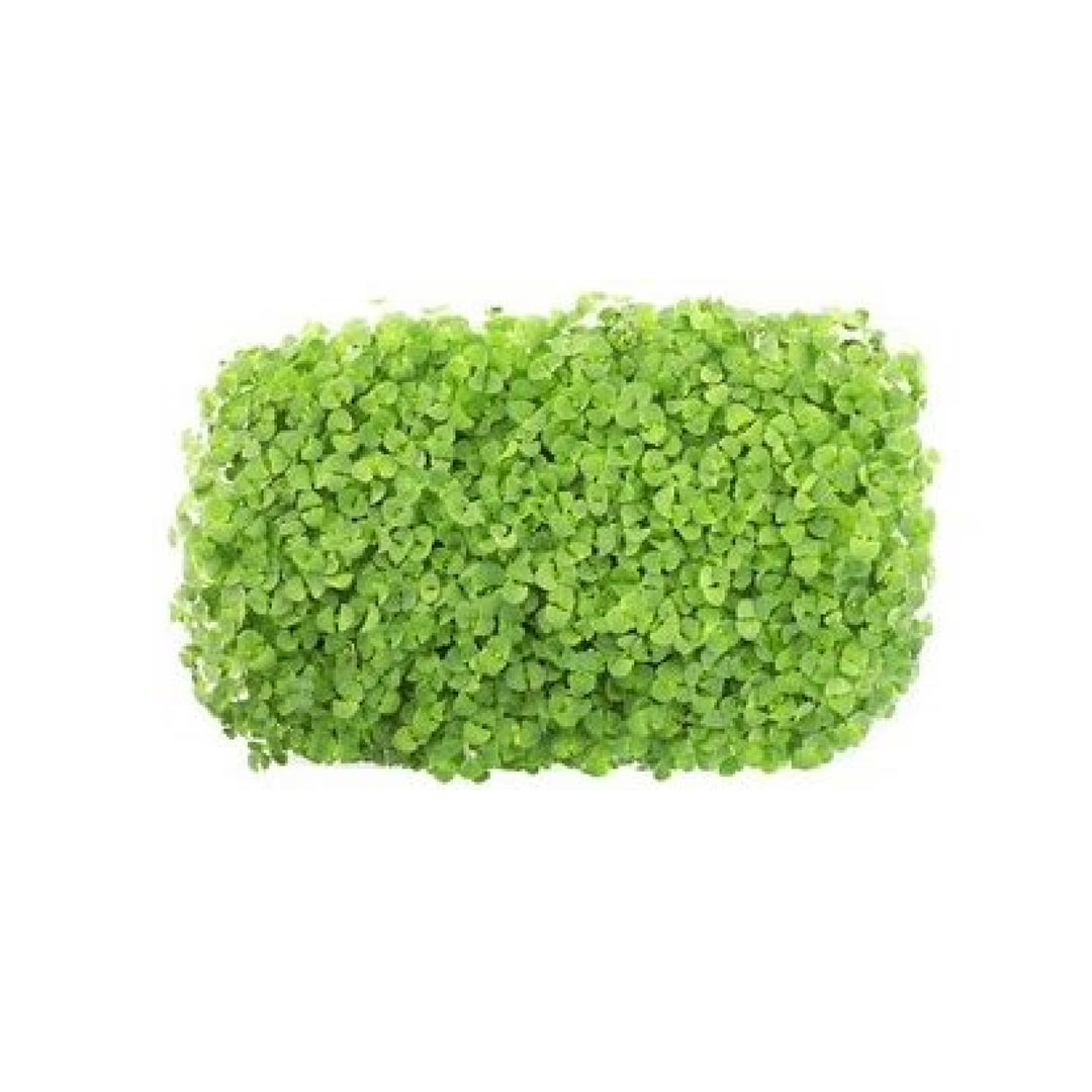 Microgreens Brokkoli 5er Pack