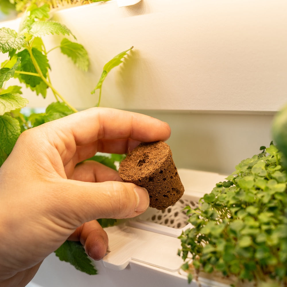 Aus der Pflanzenkapsel von urbanhive wachsen in der homefarm frische Kräuter, Salat und Microgreen Pflanzen 
