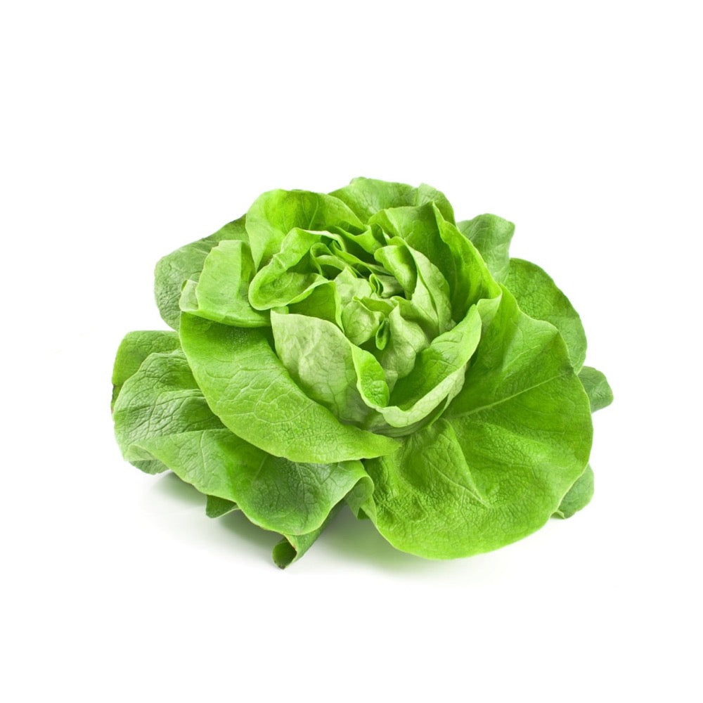 Salat Pflanze Casey urbanhive