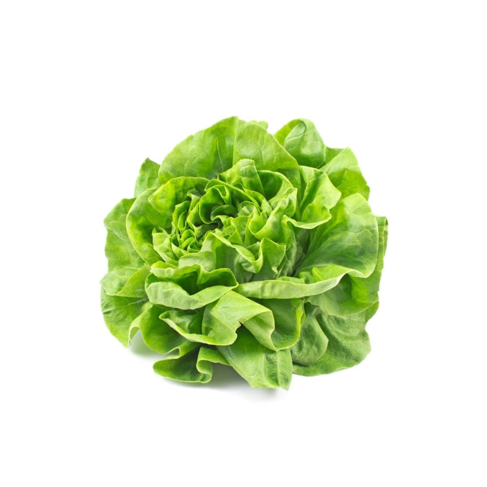 Salat Pflanze Chalmers urbanhive