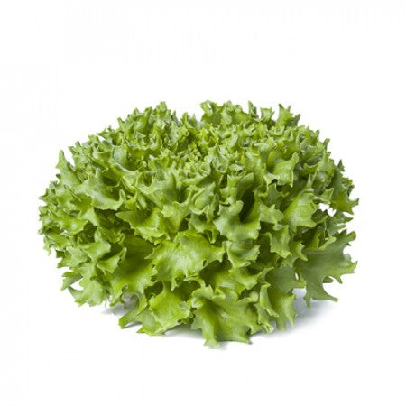 Salat Pflanze Caravel urbanhive